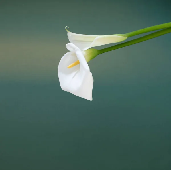 绿色背景的两朵白色美丽的花 — 图库照片