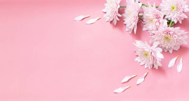 Pembe arka planda beyaz ve pembe kasımpatılar