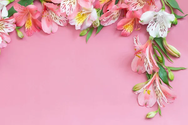 Alstroemeria Flowers Pink Background — Stock Photo, Image
