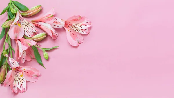 Alstroemeria Flores Sobre Fondo Rosa — Foto de Stock