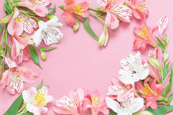 Alstroemeria Çiçek Pembe Bir Arka Plan Üzerinde — Stok fotoğraf