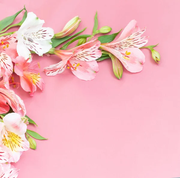 Alstroemeria Flores Sobre Fondo Rosa — Foto de Stock