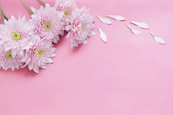Λευκά Και Ροζ Χρυσάνθεμα Ροζ Φόντο — Φωτογραφία Αρχείου