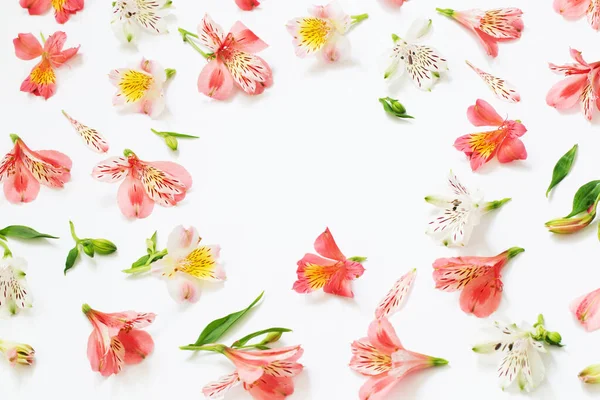 Alstroemeria Bloemen Witte Achtergrond — Stockfoto