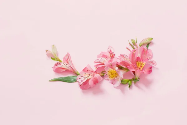 Αλστρομέριες Λουλούδια Ροζ Φόντο — Φωτογραφία Αρχείου