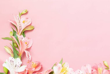 Alstroemeria çiçek pembe bir arka plan üzerinde