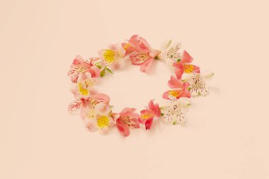 Alstroemeria çiçek beyaz arka plan üzerinde