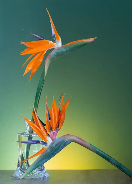 Ptak Raju Kwiaty Wazonie Zielonym Tle — Zdjęcie stockowe