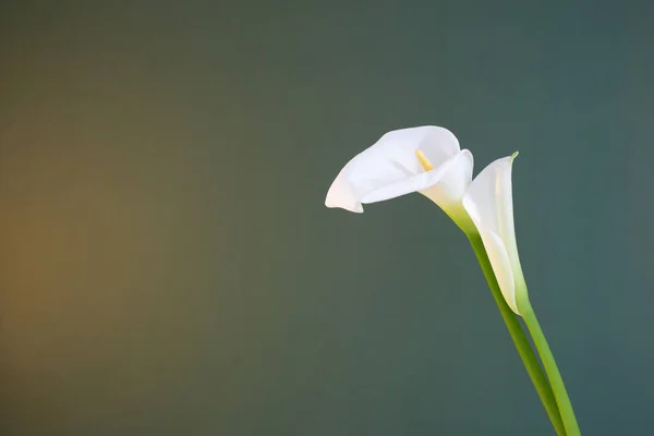 Дві Білі Красиві Квіти Зеленому Фоні — стокове фото