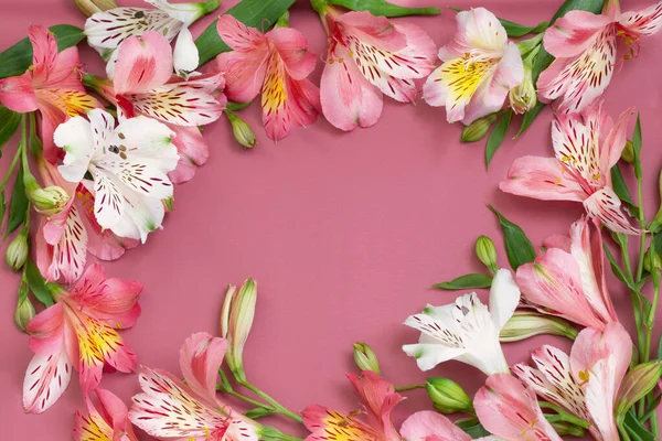Alstroemeria Blommor Rosa Bakgrund — Stockfoto