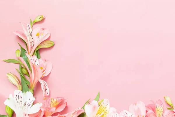 Alstroemeria Fiori Sfondo Rosa — Foto Stock