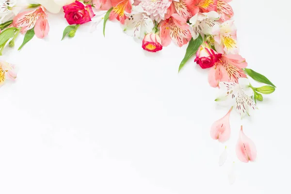 Αλστρομέριες Λουλούδια Άσπρο Φόντο — Φωτογραφία Αρχείου