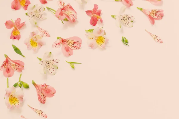 Alstroemeria Çiçek Beyaz Arka Plan Üzerinde — Stok fotoğraf