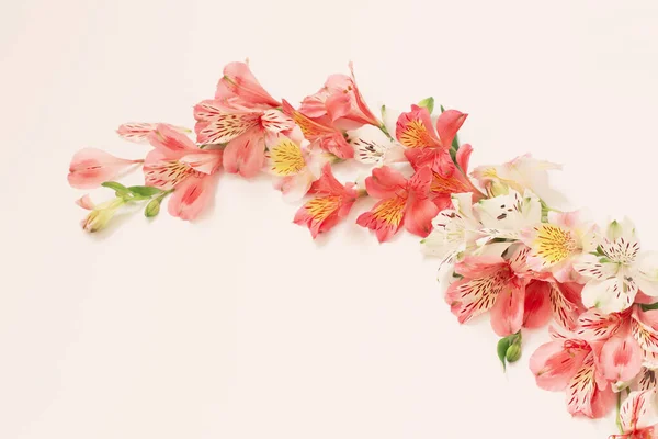 Alstroemeria Çiçek Beyaz Arka Plan Üzerinde — Stok fotoğraf