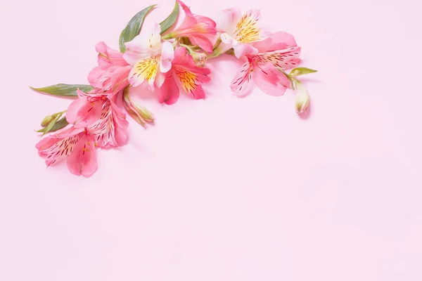 Alstroemeria Bloemen Roze Achtergrond — Stockfoto
