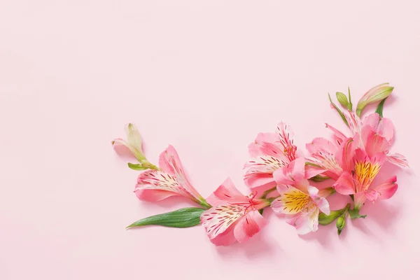 Alstroemeria Virágok Rózsaszín Háttér — Stock Fotó