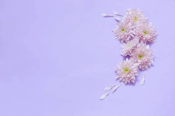 Crisantemos Rosados Sobre Fondo Púrpura — Foto de Stock