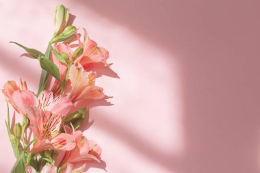 Pembe arkaplanda güneş ışığı altında alstroemeria çiçekleri