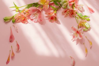 Pembe arkaplanda güneş ışığı altında alstroemeria çiçekleri