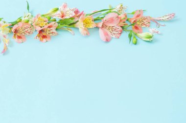 Mavi parktaki alstroemeria çiçekleri