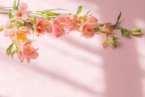 Fiori Alstroemeria Sfondo Rosa Alla Luce Del Sole — Foto Stock