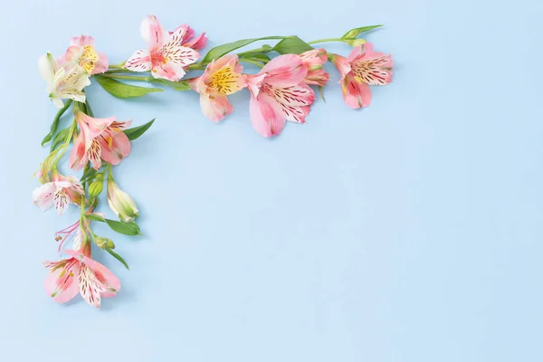Alstroemeria Virágok Kék Ackground — Stock Fotó
