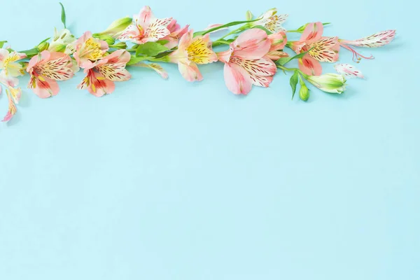 Alstroemeria Virágok Kék Ackground — Stock Fotó