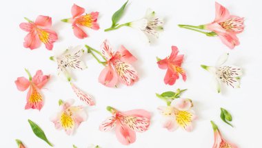 Alstroemeria çiçek beyaz arka plan üzerinde