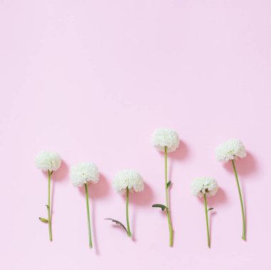 Pembe arka planda beyaz kasımpatılar