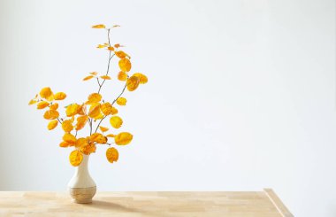 Beyaz arkaplanda turuncu yapraklı sonbahar dalları