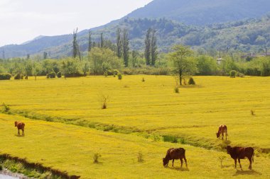 İlkbaharda güneşli dağlarla kaplı. 
