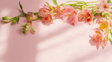 Pembe arkaplanda güneş ışığı altında alstroemeria çiçekleri