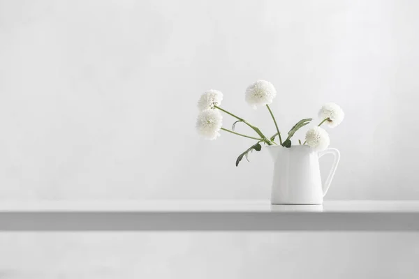 白い背景に白い菊 — ストック写真