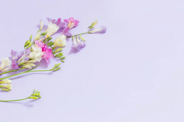 Розовые Белые Фиолетовые Цветы Светлом Фиолетовом Фоне — стоковое фото