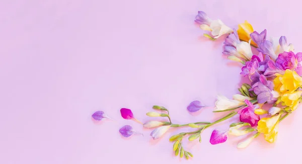 Красивые Цветы Фрезии Розовом Фоне — стоковое фото