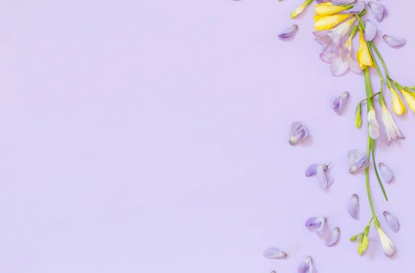 Цветы Фрезии Вистерии Фиолетовом Фоне — стоковое фото