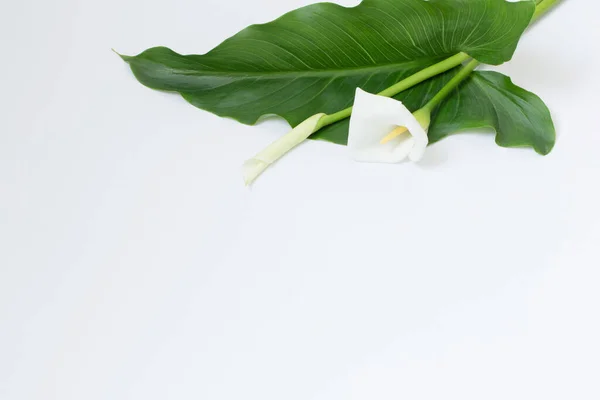 Weiße Calla Blume Auf Weißem Hintergrund — Stockfoto