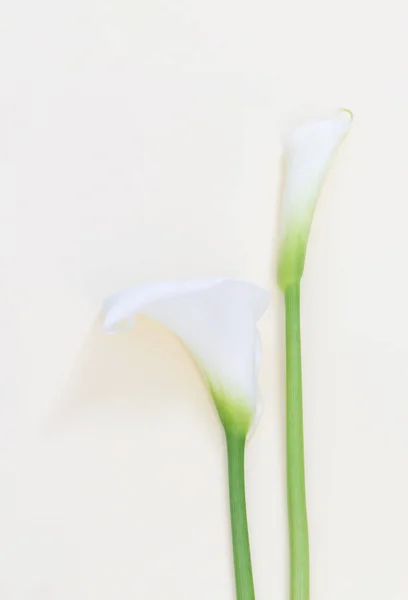 Біла Квітка Кали Жовтому Фоні — стокове фото