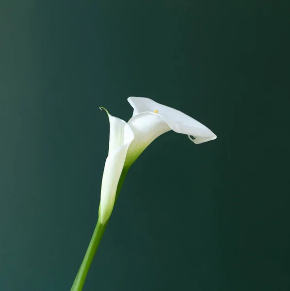 Duas Belas Flores Brancas Fundo Verde — Fotografia de Stock