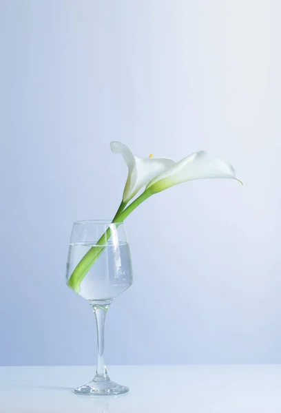 Calla Bloemen Glas Blauwe Achtergrond — Stockfoto