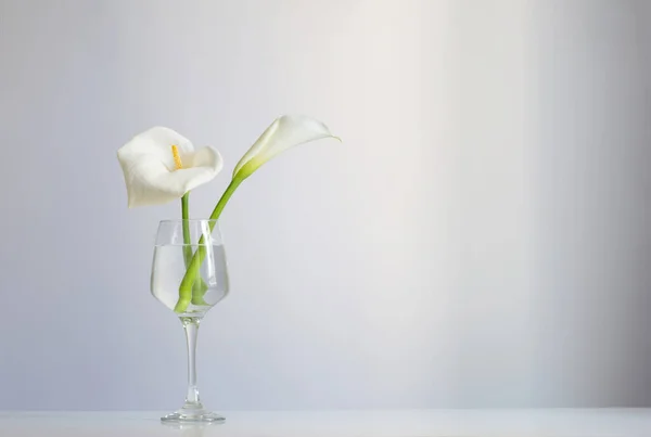 Calla Flowers Glass White Background — Stock Photo, Image