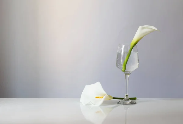 Calla Bloemen Glas Witte Achtergrond — Stockfoto