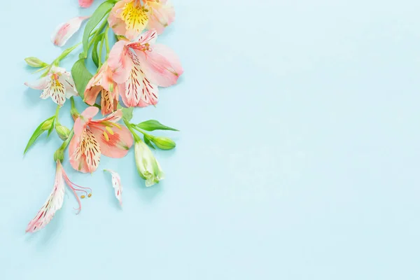 Цветы Alstroemeria Голубом Фоне — стоковое фото