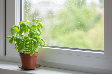 Pencere pervazında fesleğen bitkisi