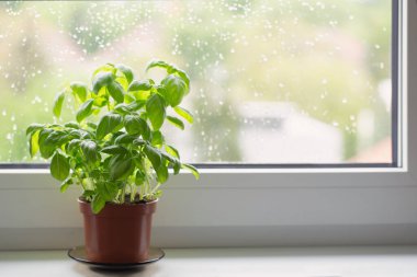 Pencere pervazında fesleğen bitkisi