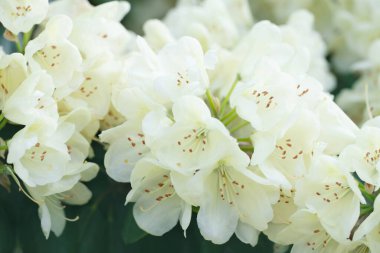 Arka plan beyaz açelya çiçek