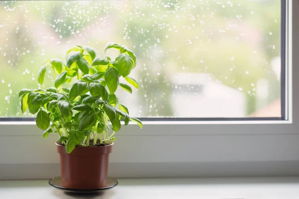 Basil Plant Pot Window Sill — Stock Photo, Image