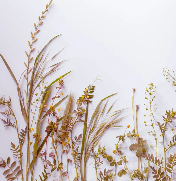 stock image wild plants on purple paper background 