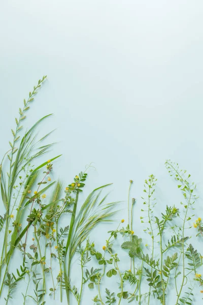 青い紙の背景にある野生植物 — ストック写真