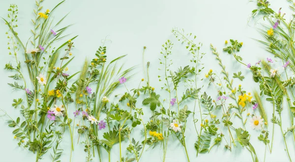Vilda Gräs Och Blommor Grönt Papper Bakgrund — Stockfoto